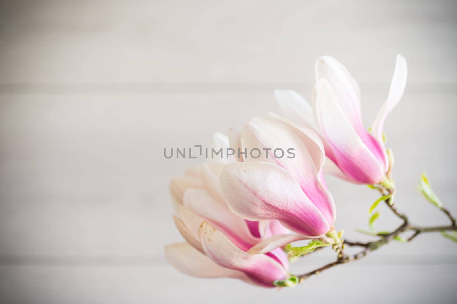 Branch with blooming pink Magnolia flowers on blurred wooden background