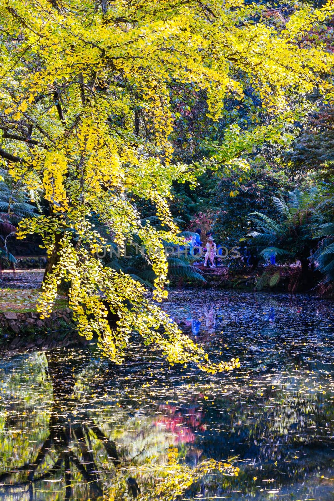 Alfred Nicholas Memorial Gardens on a warm sunny autumn day in the Dandenongs regoion of Sassafras, Victoria, Australia