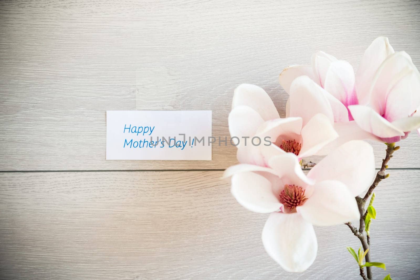 Branch with blooming pink Magnolia flowers on wooden background by Rawlik