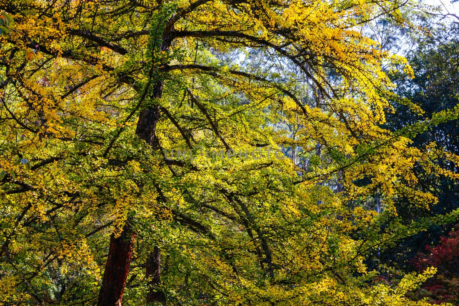 Alfred Nicholas Memorial Gardens on a warm sunny autumn day in the Dandenongs regoion of Sassafras, Victoria, Australia
