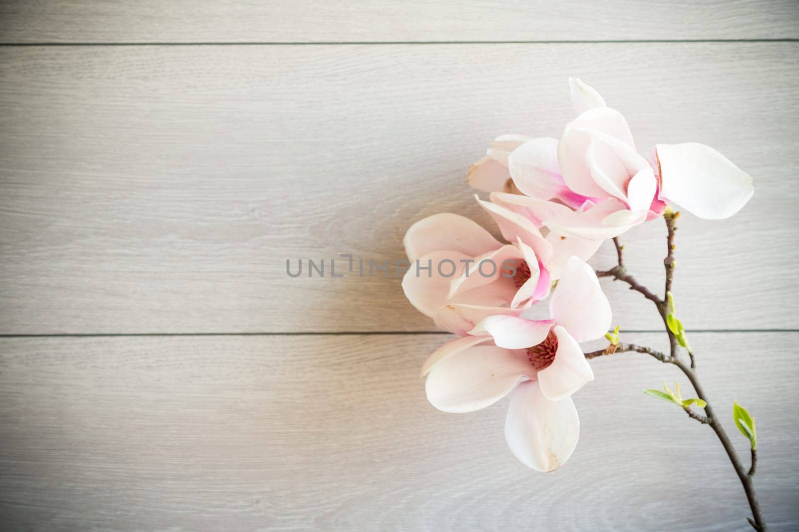 Branch with blooming pink Magnolia flowers on wooden background by Rawlik