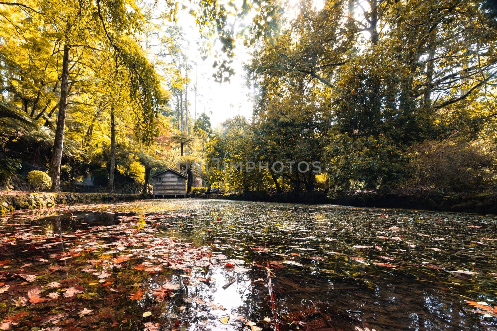 Alfred Nicholas Memorial Gardens on a warm sunny autumn day in the Dandenongs regoion of Sassafras, Victoria, Australia