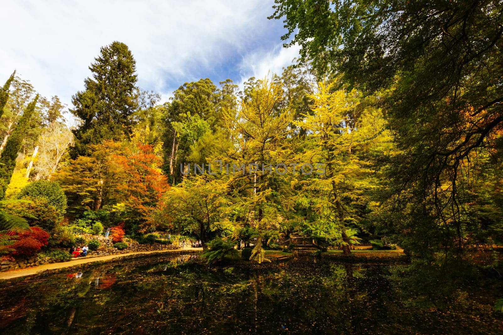 Alfred Nicholas Memorial Gardens on a warm sunny autumn day in the Dandenongs regoion of Sassafras, Victoria, Australia