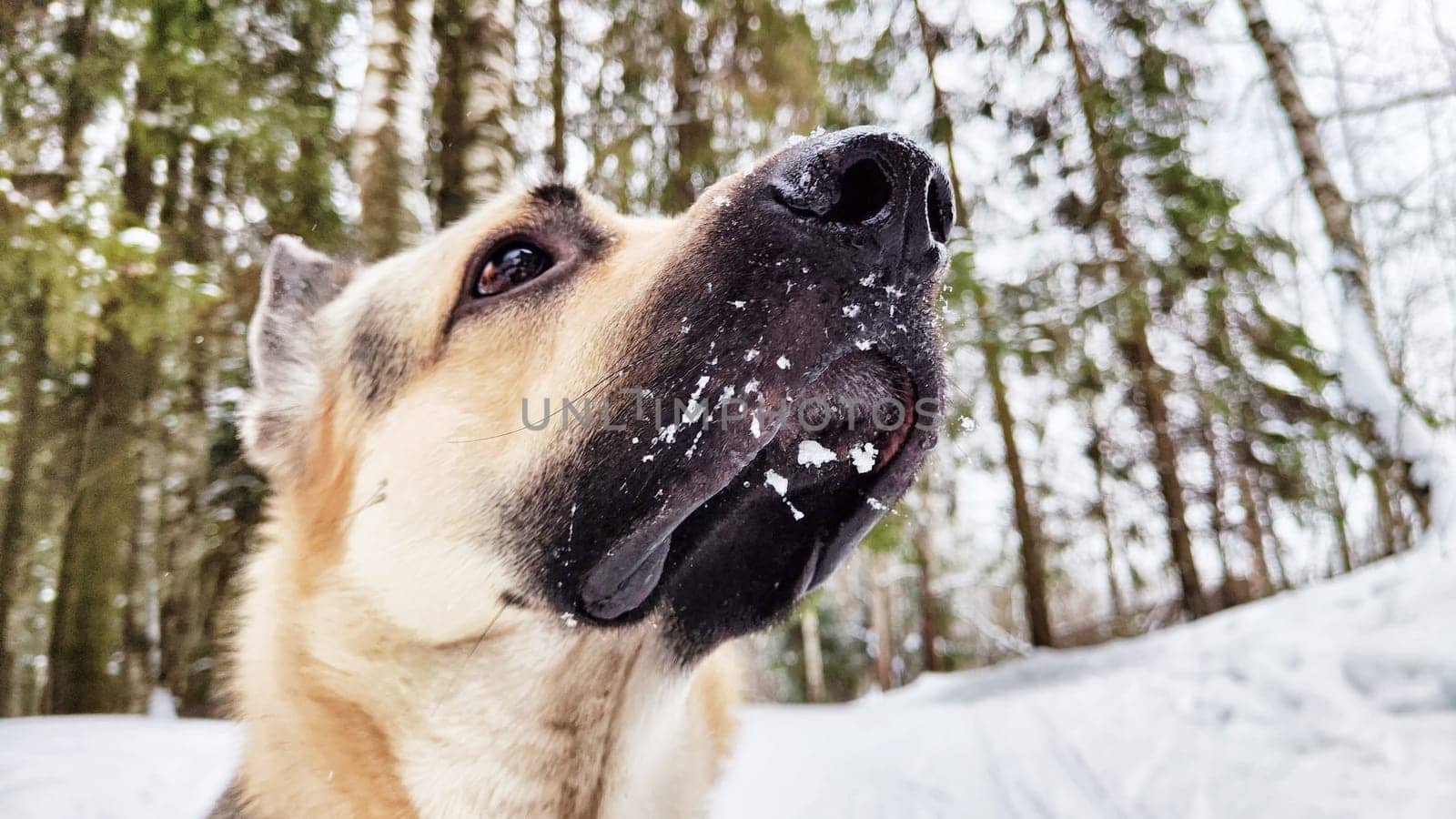 Dog German Shepherd in winter day and white snow arround. Waiting eastern European dog veo in cold weather