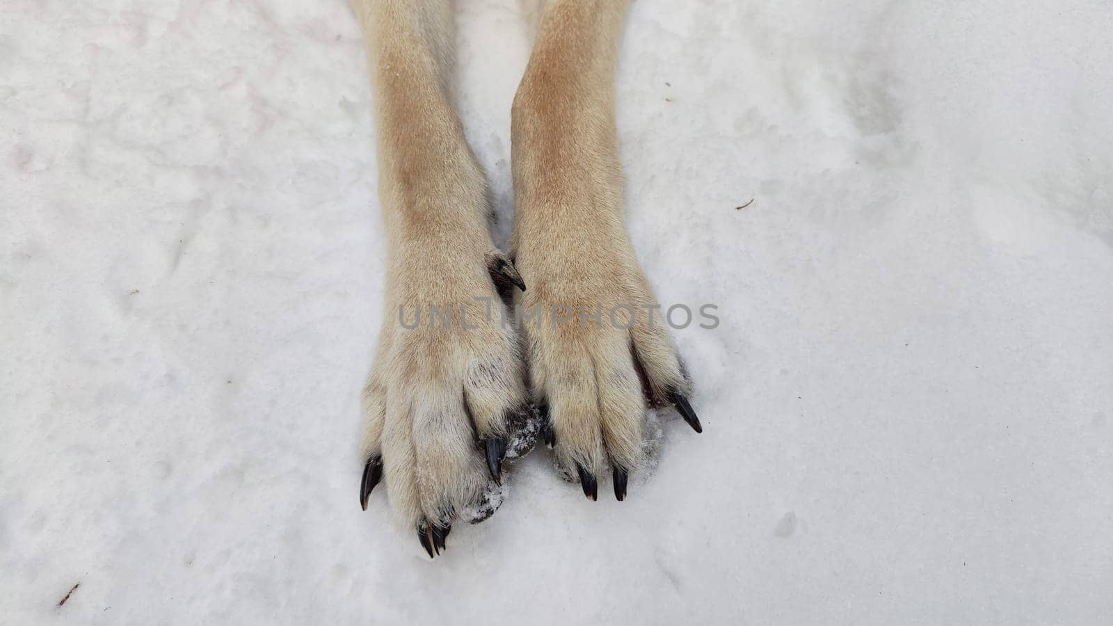 Large paws with claws of Dog German Shepherd in winter day and white snow arround. Big waiting eastern European dog veo and white snow