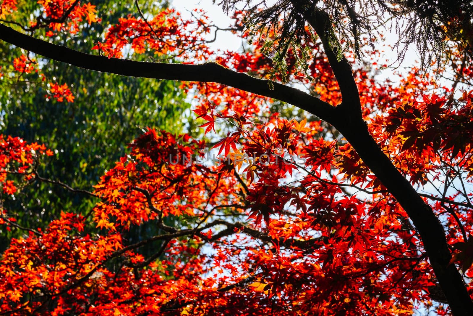 Alfred Nicholas Memorial Gardens on a warm sunny autumn day in the Dandenongs regoion of Sassafras, Victoria, Australia