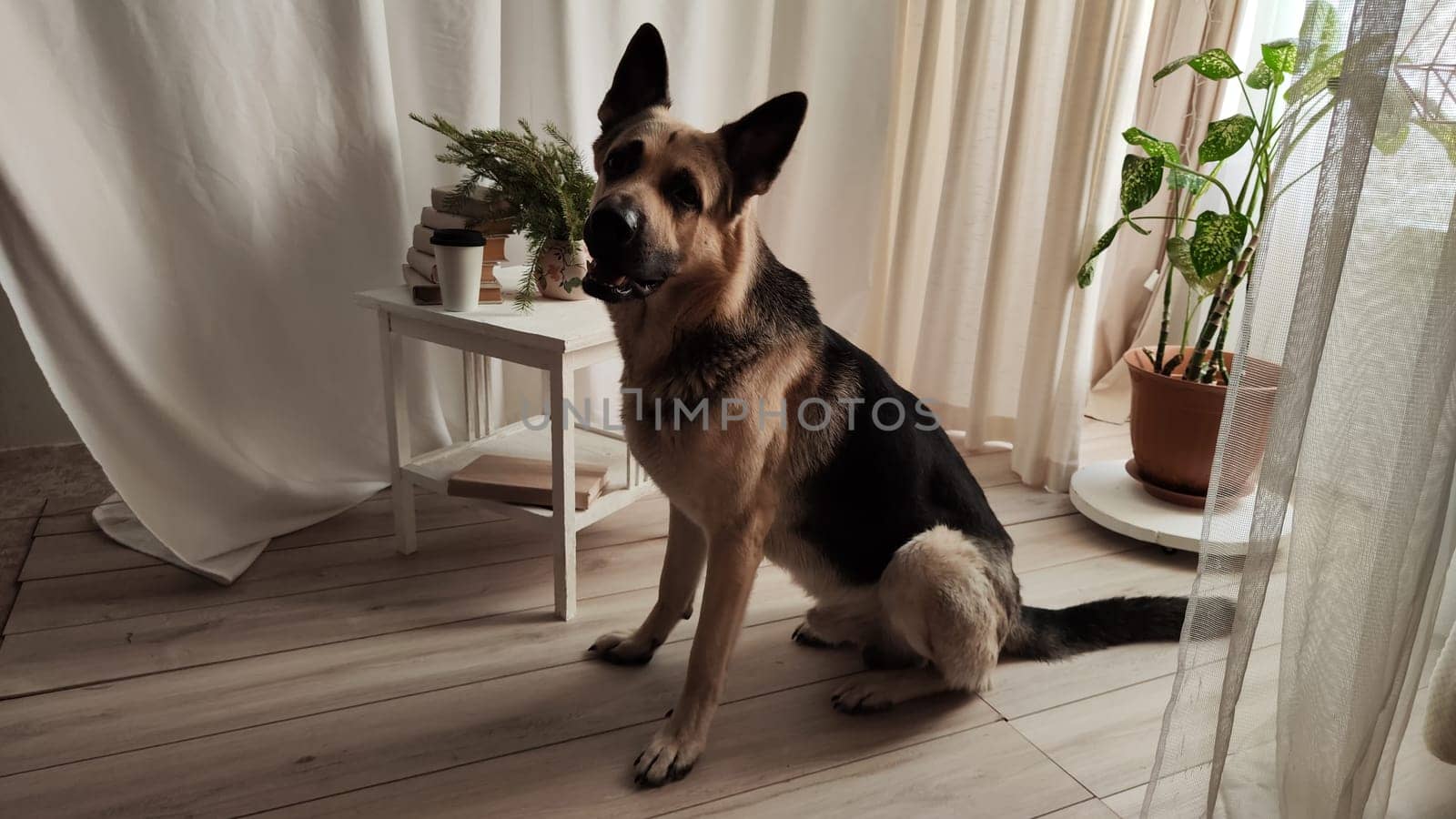 Dog German Shepherd inside of the room. Russian eastern European dog veo indoors by keleny