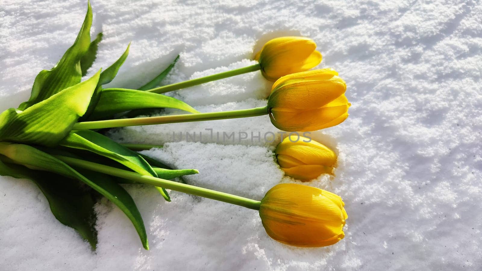 Bouquet of beautiful yellow tulips on snow on cold sunny day. Concept of opposite. Winter and flowers. International Women's Day March 8, Mother's Day, Valentine's Day. Card, background, copy space