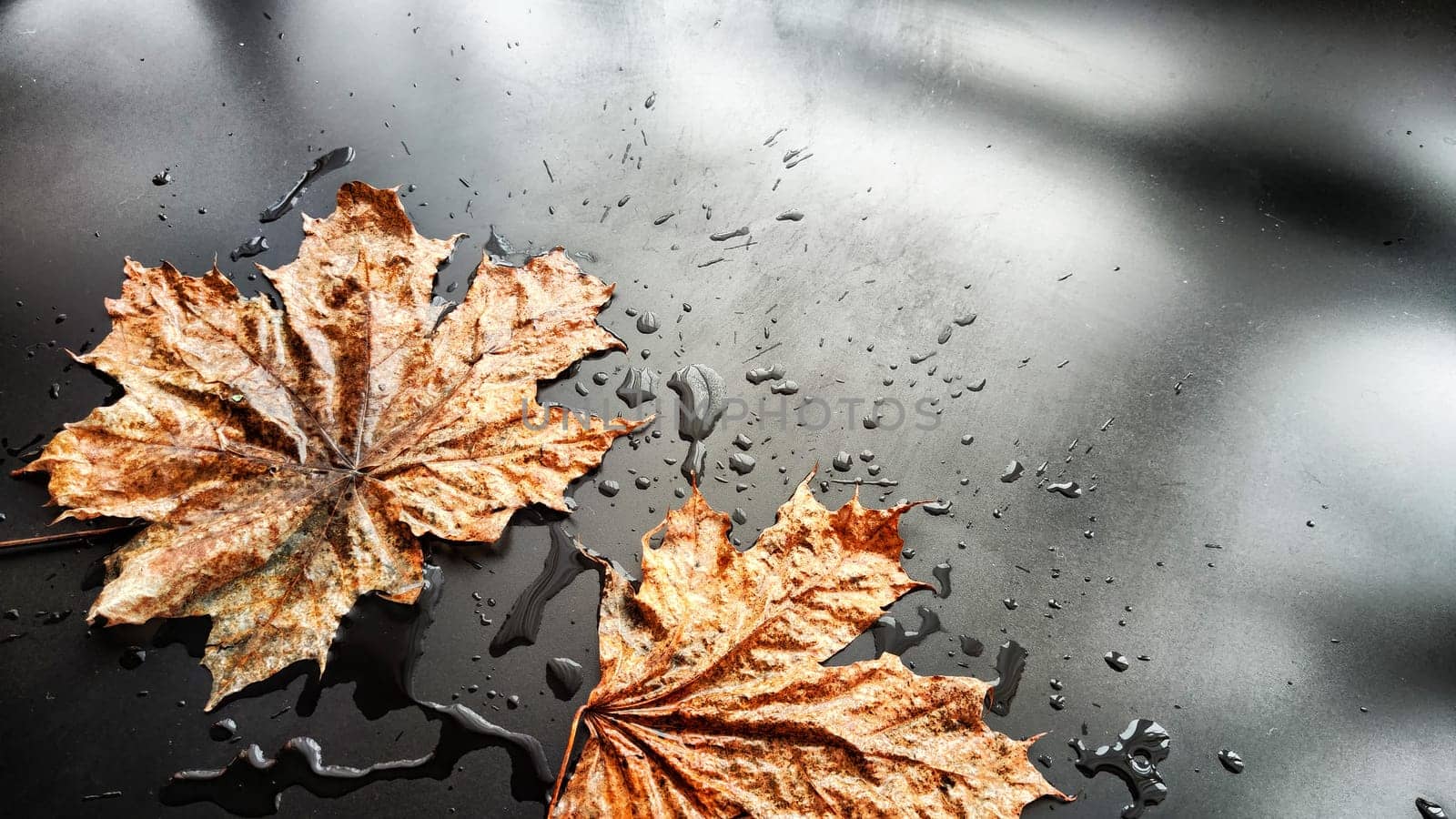 Yellow dry maple leaf in water or a puddle with drops and reflection on a black background. The concept of sad autumn day and the withering of nature. Abstract background and texture. Partial focus