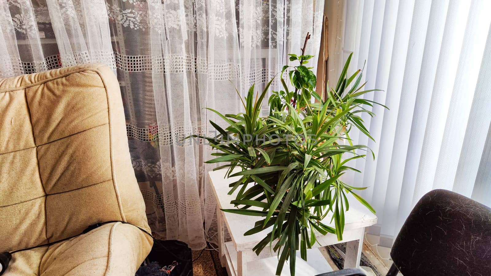 Part of the interior, green indoor plants by the window with a translucent white curtains. A bright cozy corner by the window with plants. Winter garden in the room or home by keleny