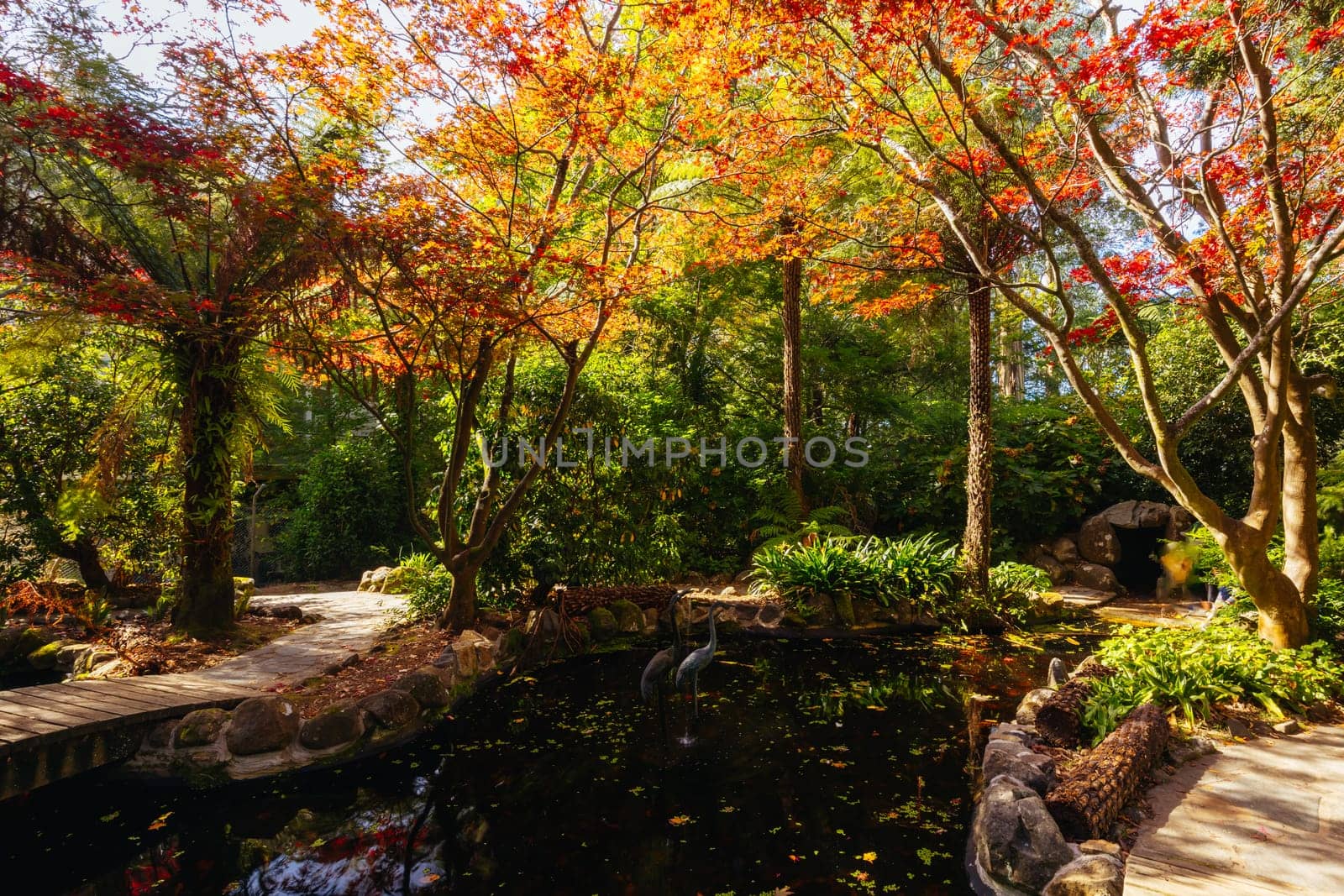 Alfred Nicholas Memorial Gardens on a warm sunny autumn day in the Dandenongs regoion of Sassafras, Victoria, Australia