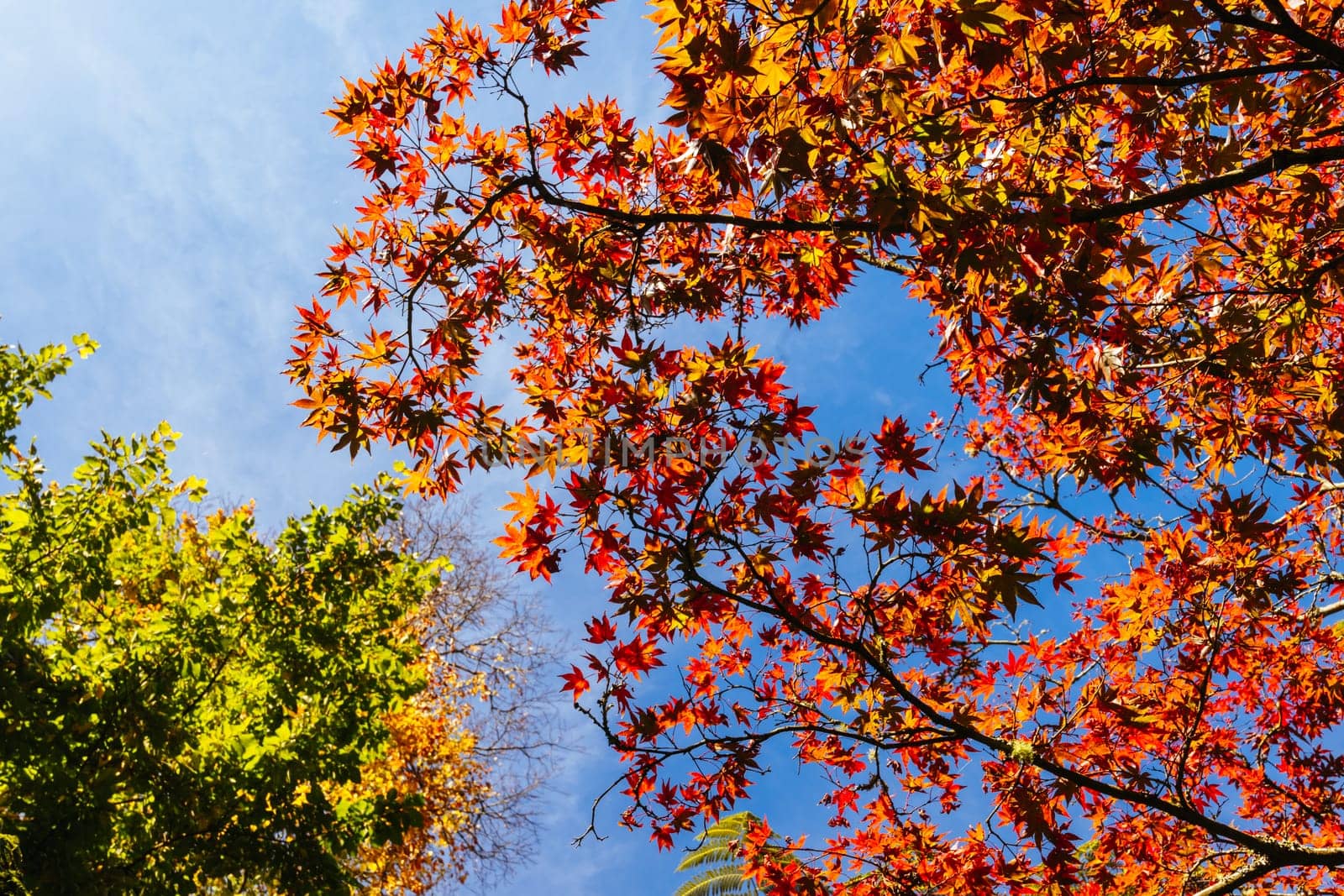 Leaves at Alfred Nicholas Memorial Gardens on a warm sunny autumn day in the Dandenongs regoion of Sassafras, Victoria, Australia