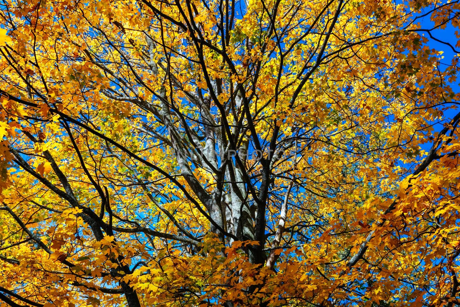 Leaves at Alfred Nicholas Memorial Gardens on a warm sunny autumn day in the Dandenongs regoion of Sassafras, Victoria, Australia