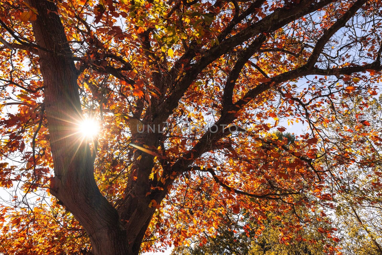Turning leaves in a tree on a warm sunny autumn day in the Dandenongs region and town of Kallista, Victoria, Australia