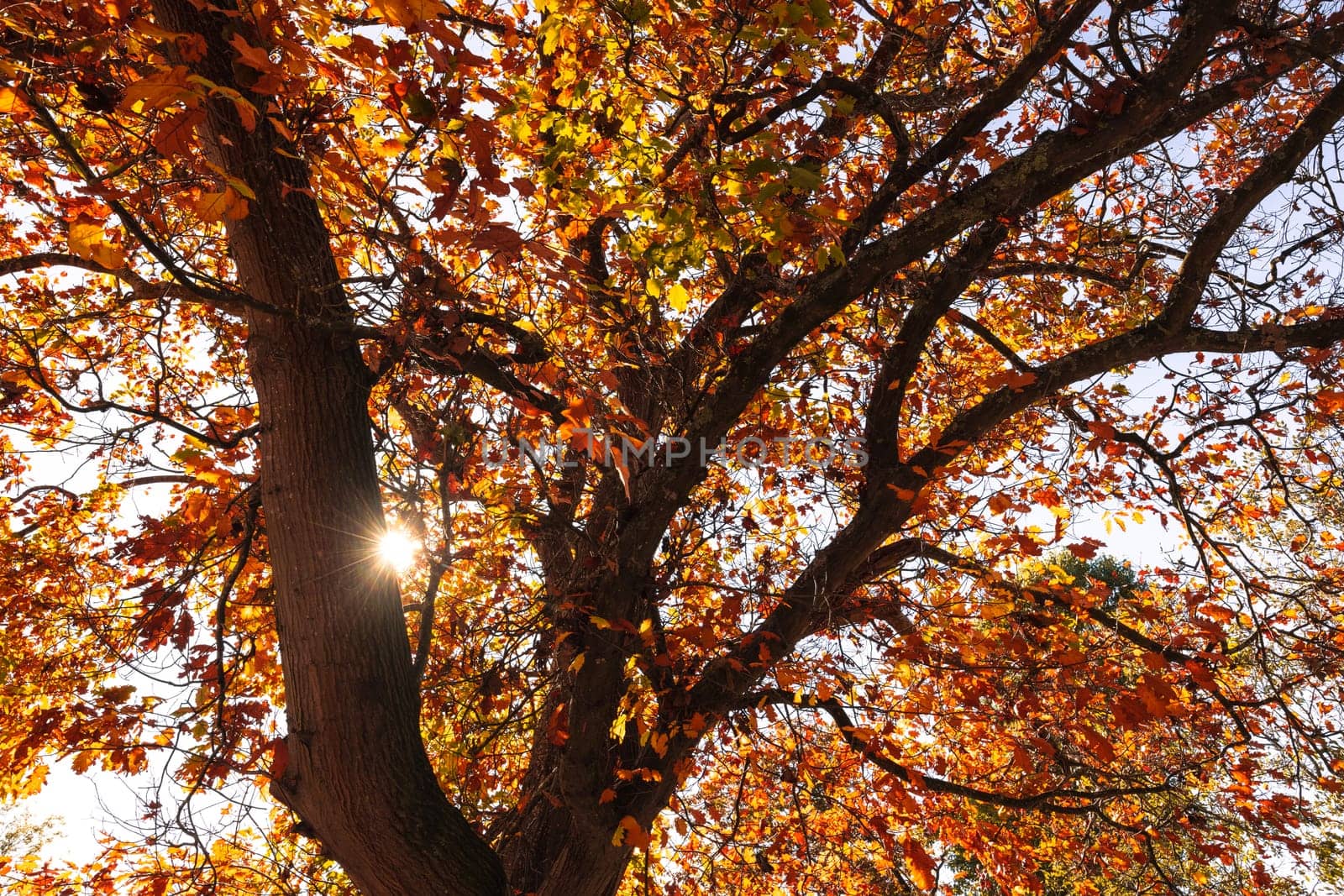 Turning leaves in a tree on a warm sunny autumn day in the Dandenongs region and town of Kallista, Victoria, Australia