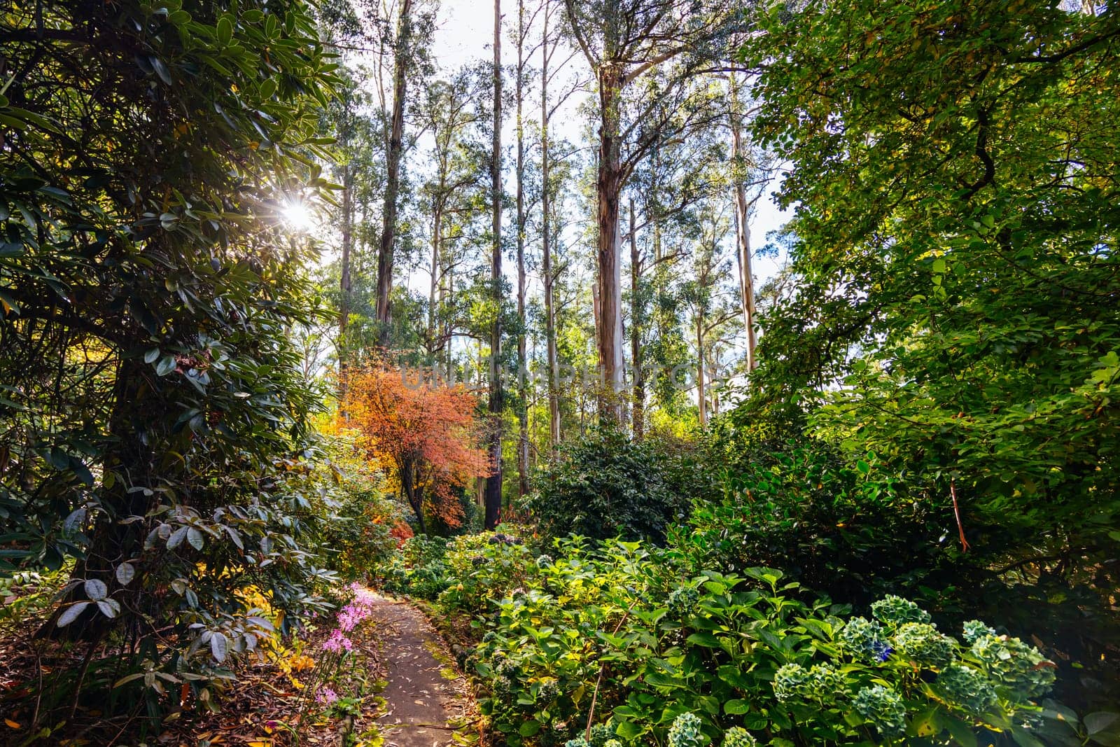 George Tindale Memorial Gardens on a warm sunny autumn day in the Dandenongs region of Kallista in Melbourne, Victoria, Australia