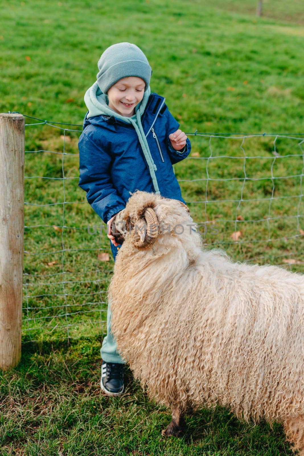 Little caucasian boy feeding ram in a farm. Ram eating grains of cereal from the hands of a child