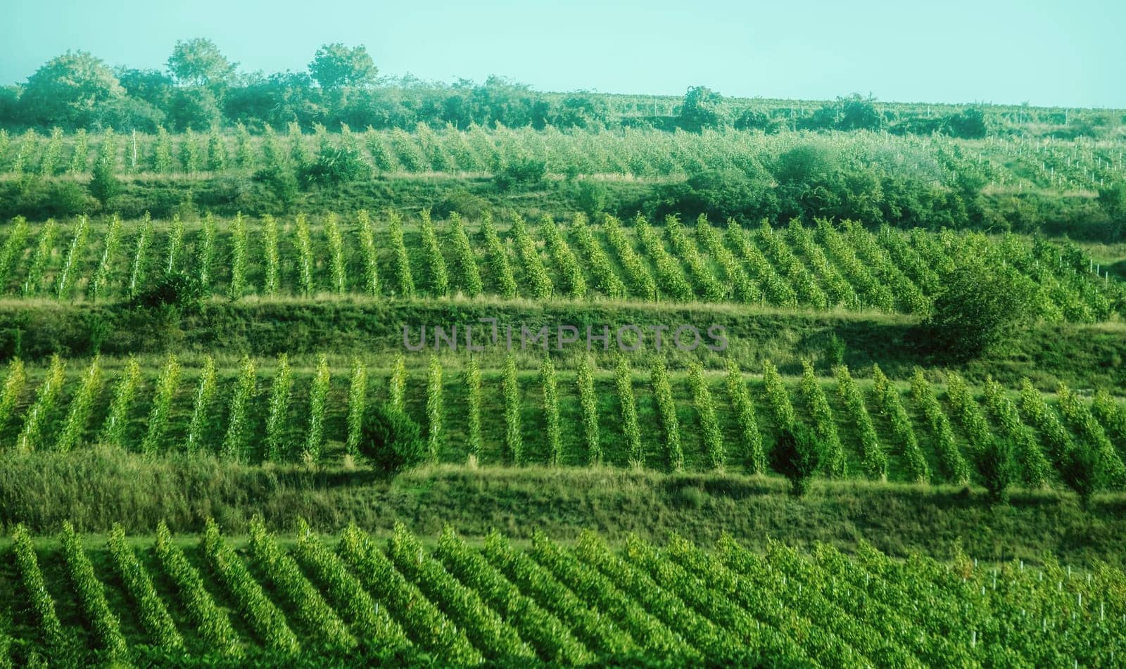 Beautiful view of stripe planted green grapes
