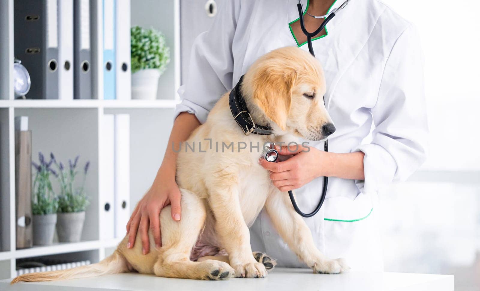 Examining of dog in clinic by GekaSkr