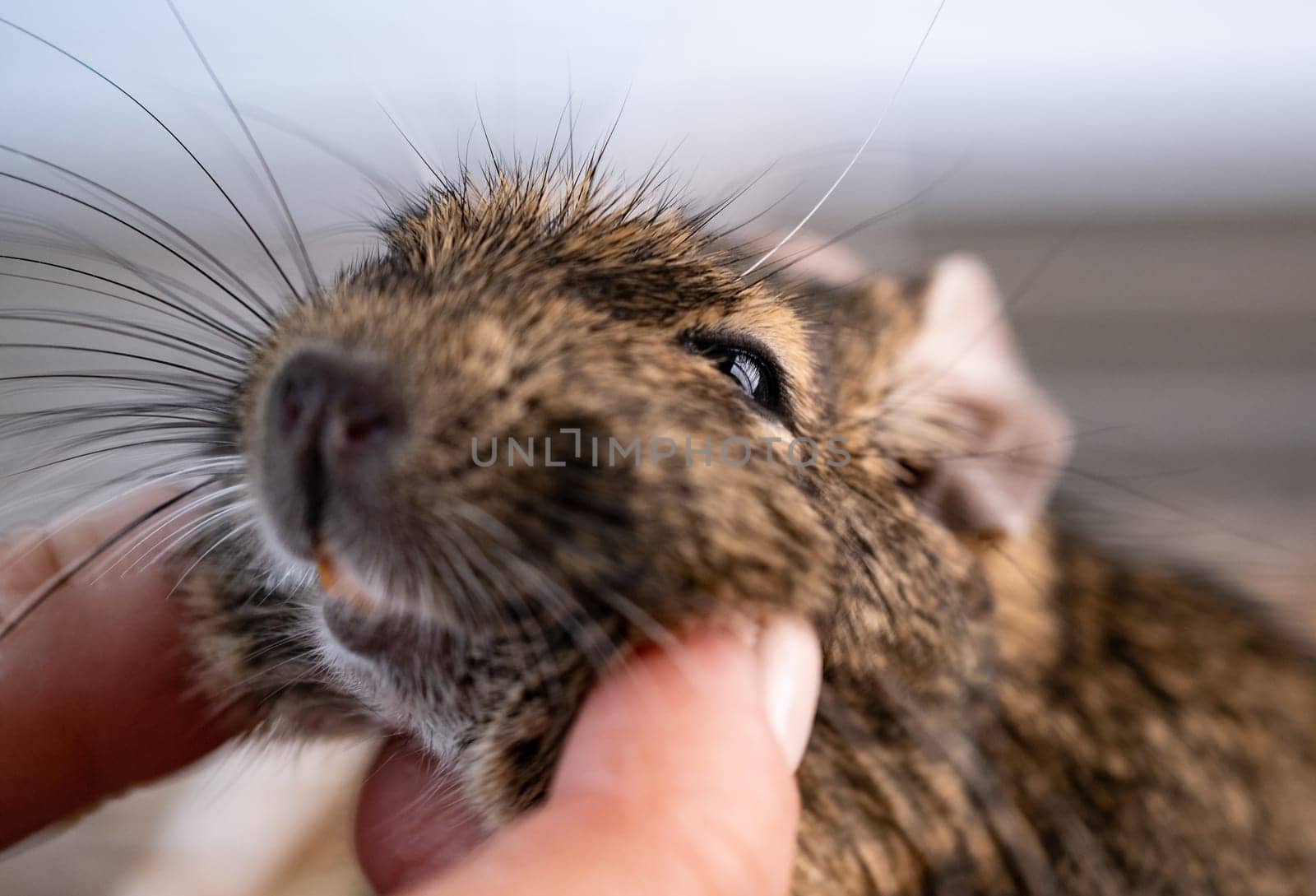 Hand palming little domestic squirrel degu
