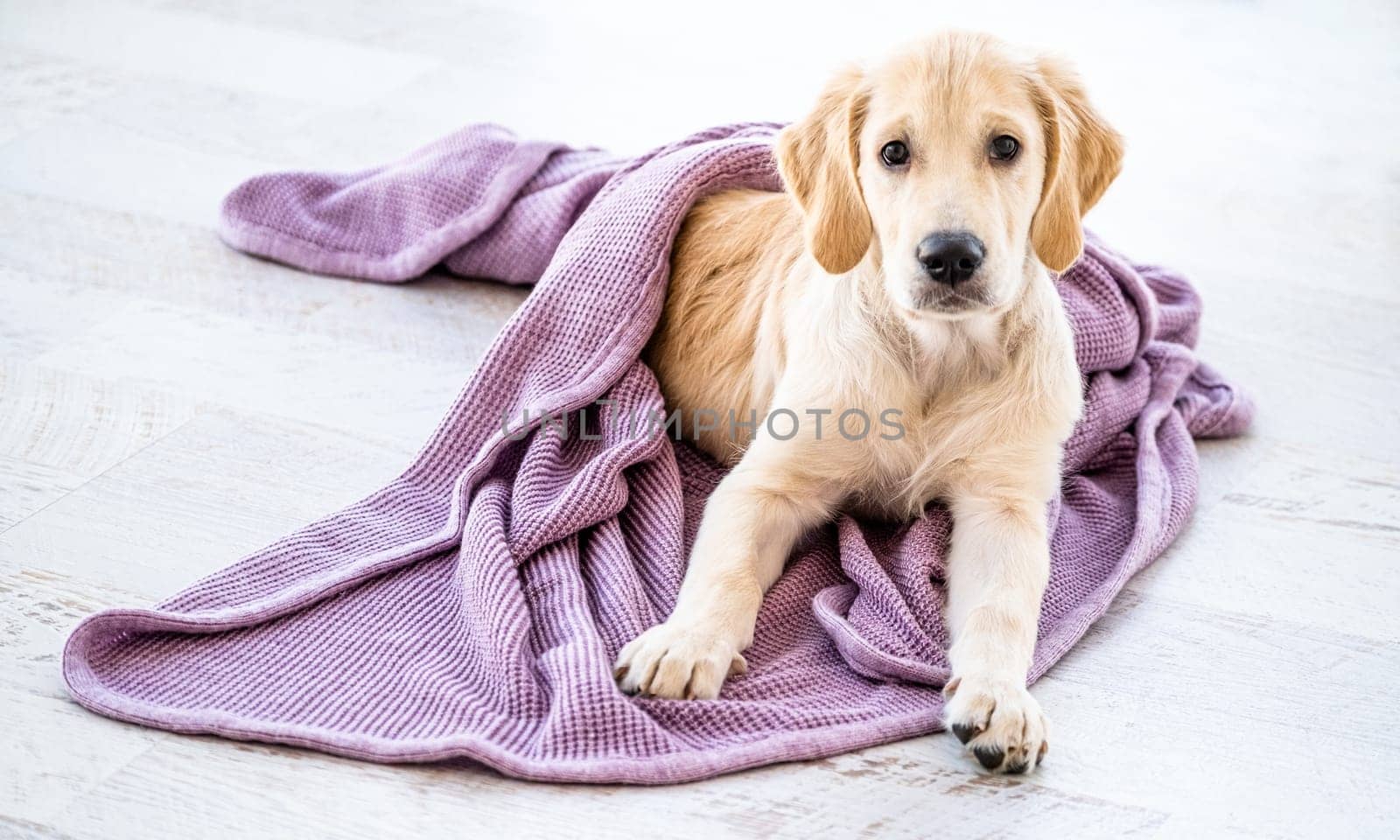 Cute golden retriever dog wrapped in bedspread on floor at home