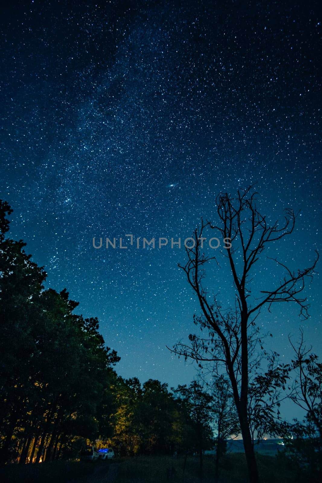 Clear starry sky above forest belt