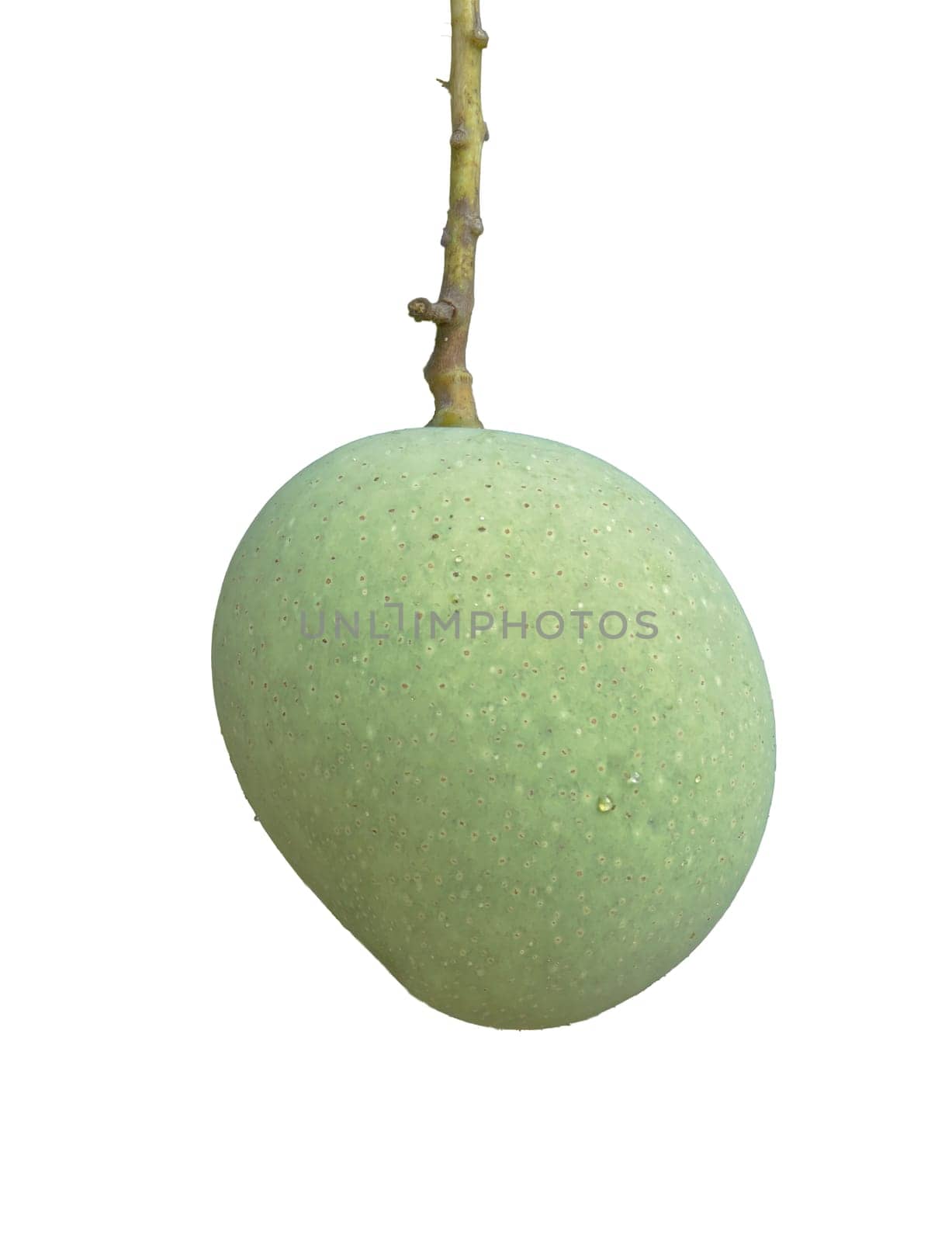 raw mango isolated. asian fruit in summer. white background image no people by capple