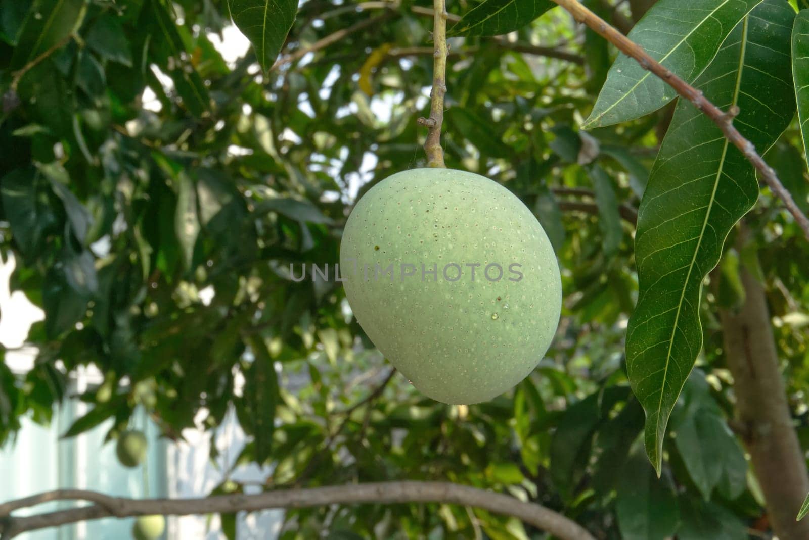 Raw mango on tree. asian fruit in summer.