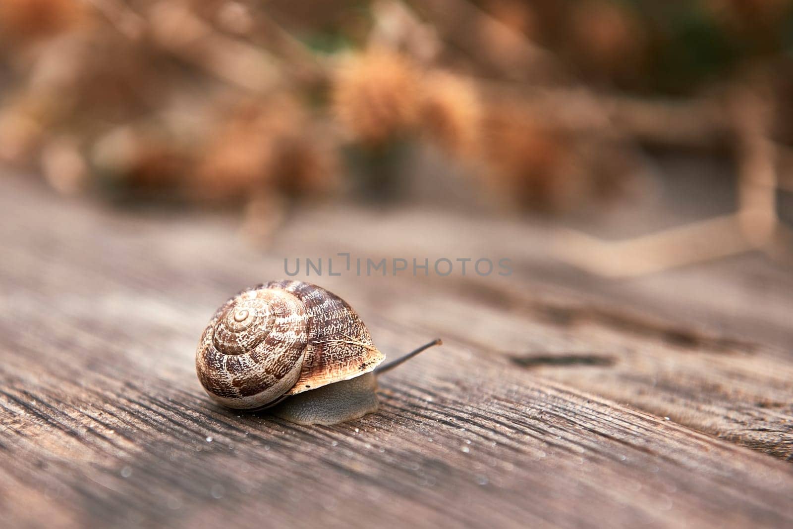Snail on wooden board. out-of-focus background. Wooden floor, texture, shades of grey, empty space, solitary