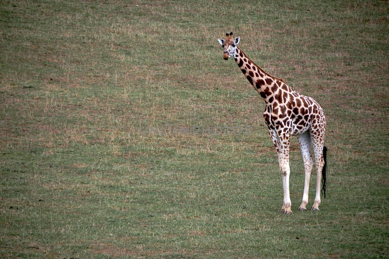 A lonely giraffe in the green grassland. Empty space, long neck, large, vegetation, light.