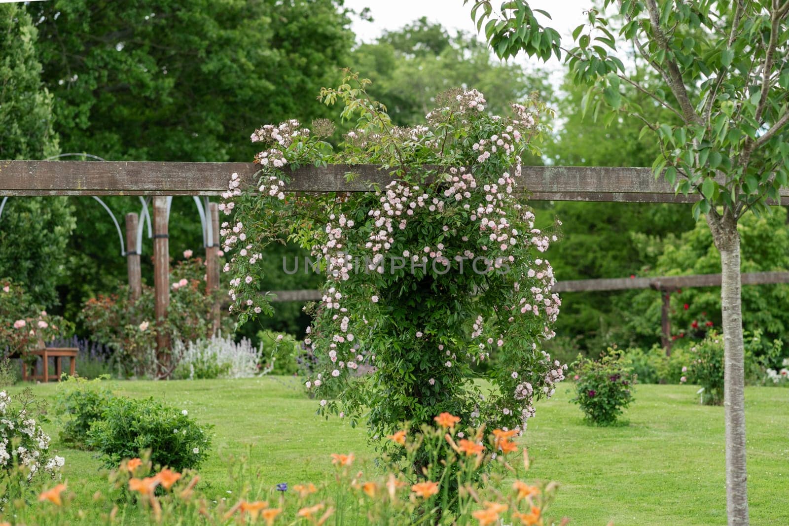Pink roses hanging in the garden