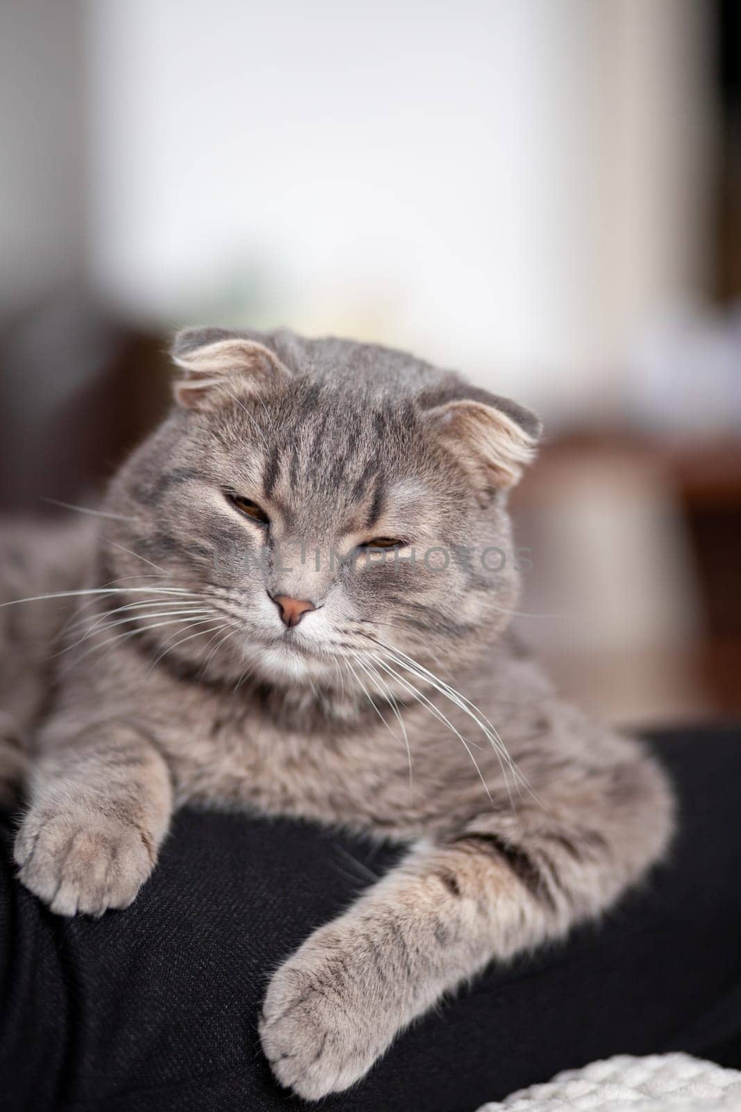 Beautiful striped gray cat. A domestic cat is lying on the sofa. A cat in a home interior. Image for veterinary clinics, websites about cats. selective focus