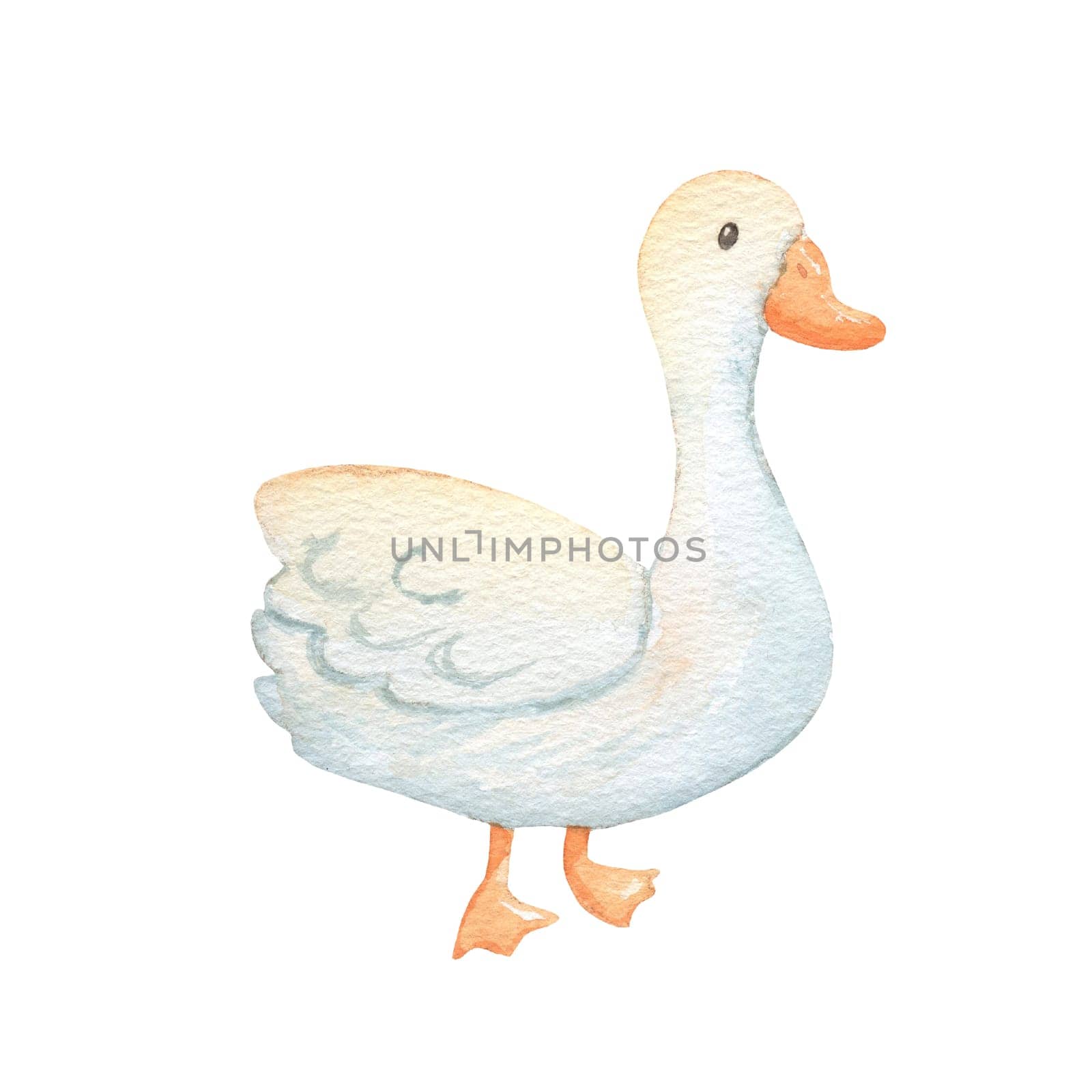 Cute cartoon baby goose. Watercolor illustration isolated on white. Farm animal by ElenaPlatova