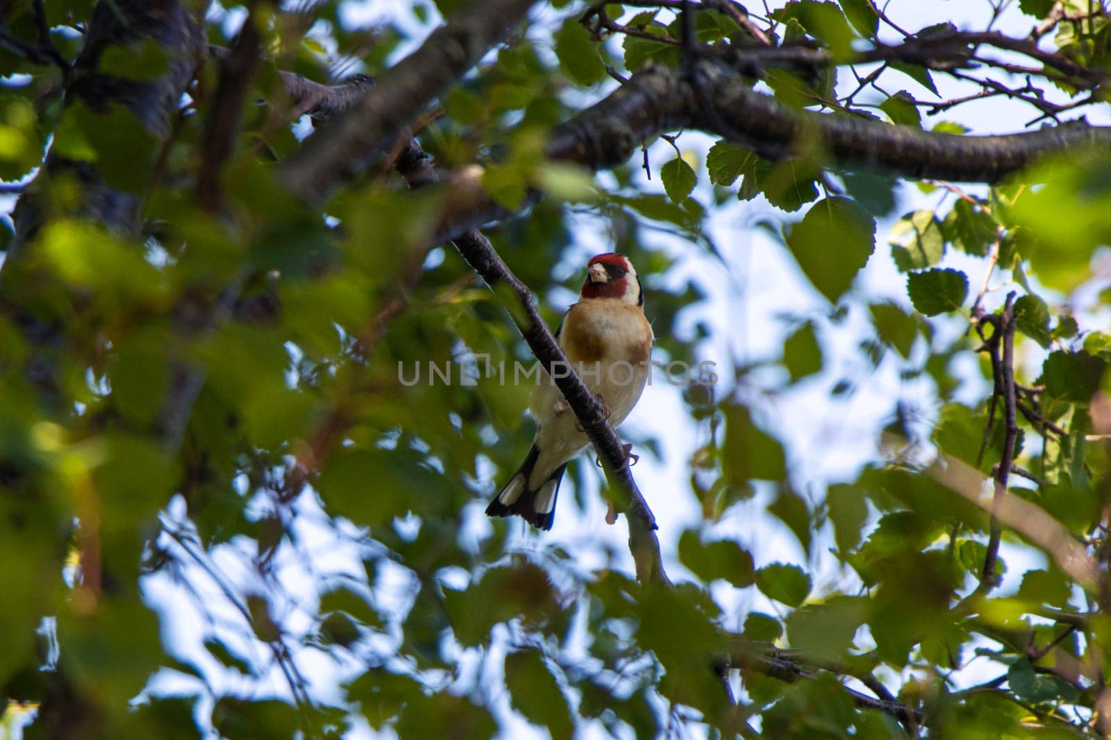 A European Goldfinch perched in the branches of a tree by StefanMal