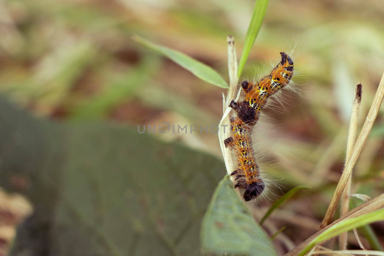 Orange, black and white buff tip caterpillar balancing on a grass by StefanMal