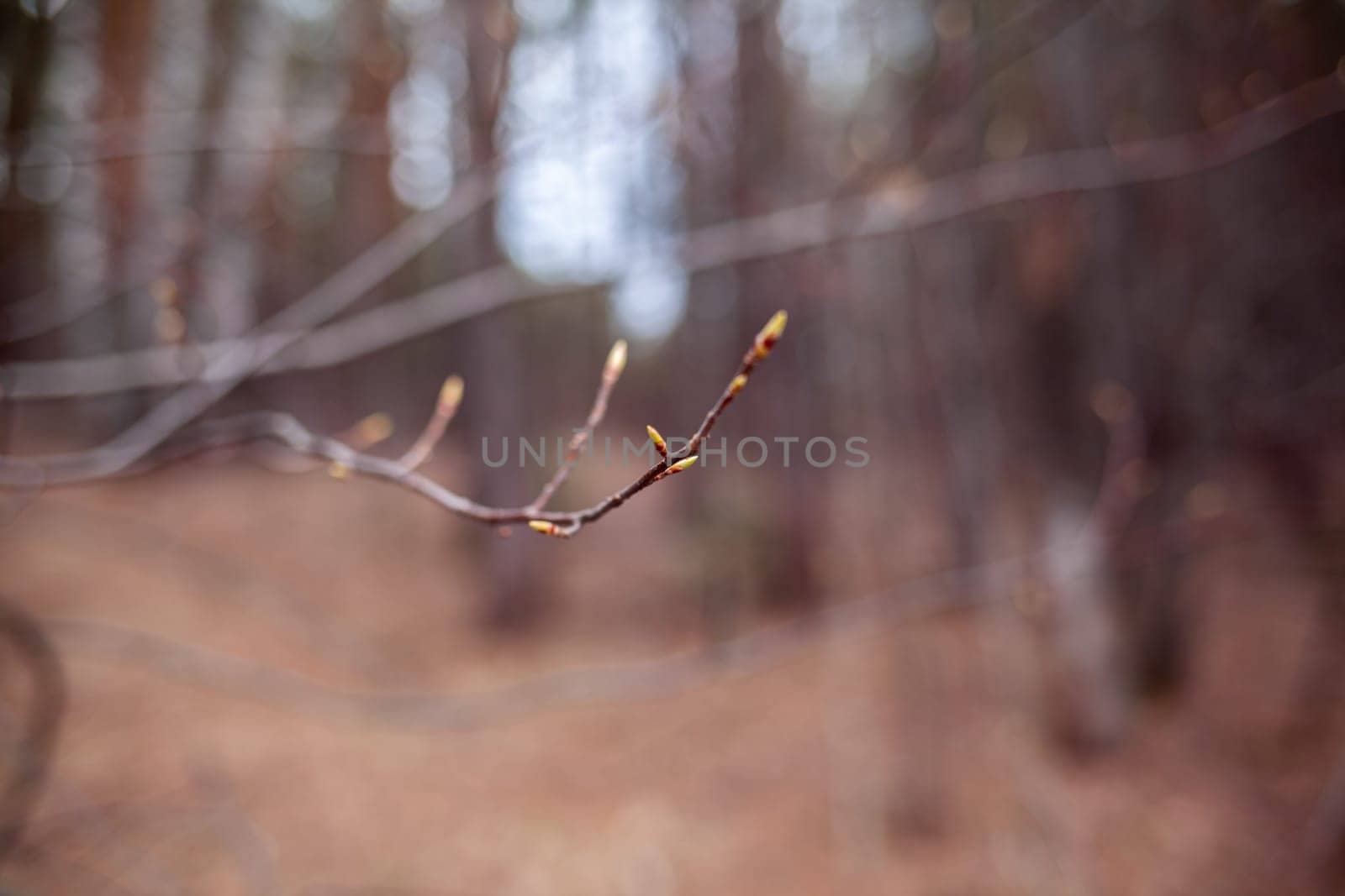 The first buds on a tree branch in spring in cloudy weather. Spring awakening of flowers in forest