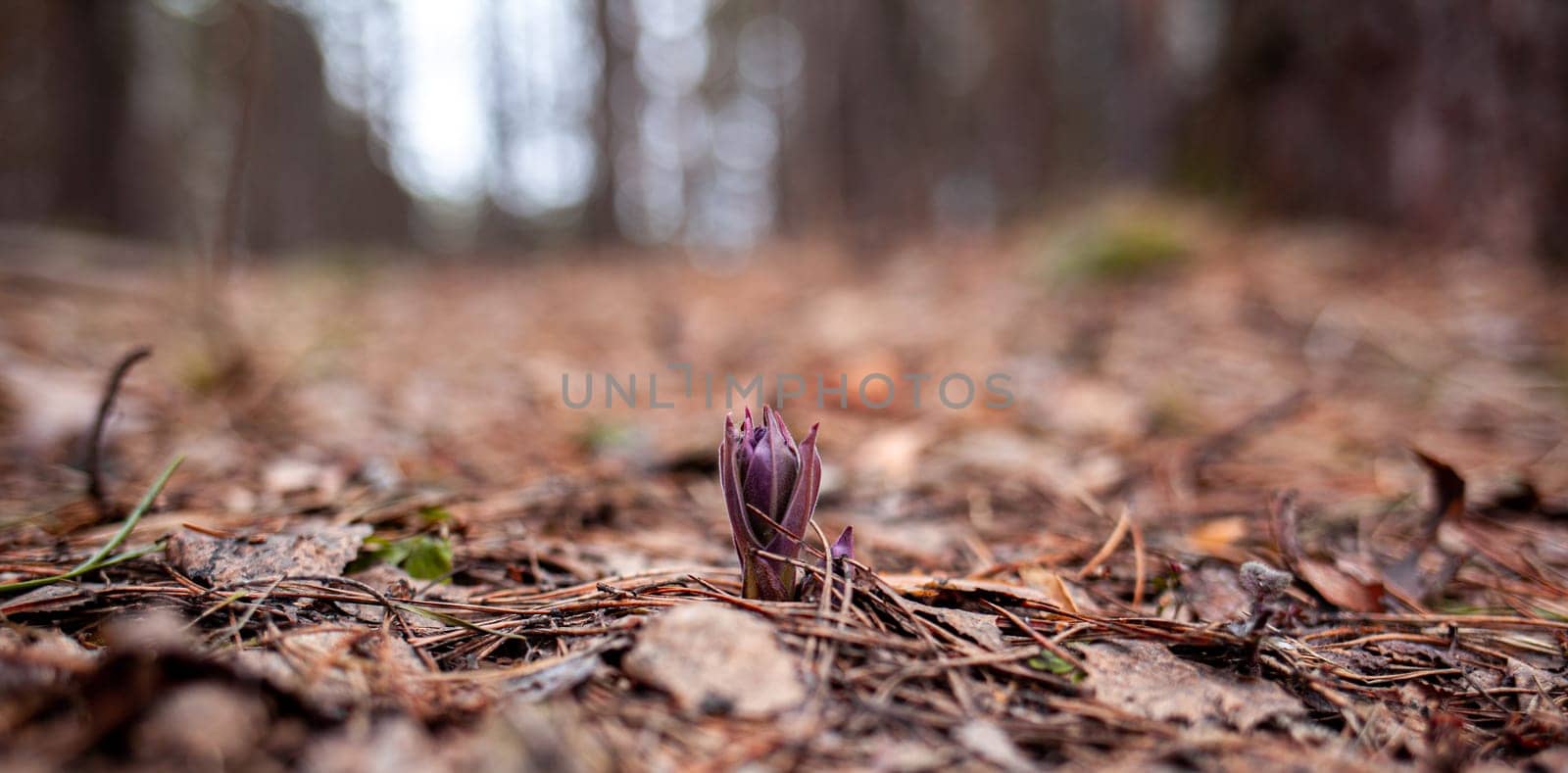 Snowdrops in the forest with beautiful soft light marking the coming by AnatoliiFoto