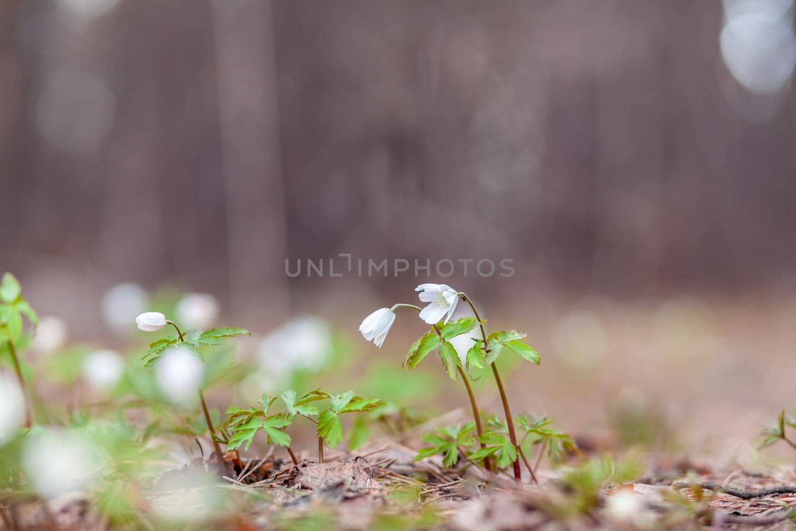 Snowdrops in the forest with beautiful soft light marking the coming of spring. Spring awakening of flowers in forest on background of sunshine