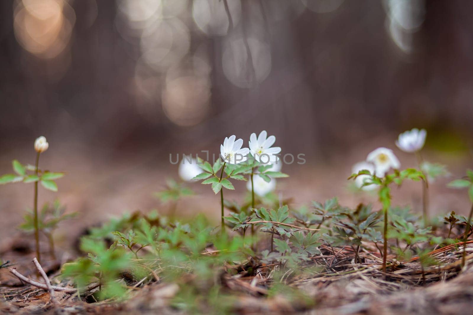 Snowdrops in the forest with beautiful soft light marking the coming by AnatoliiFoto