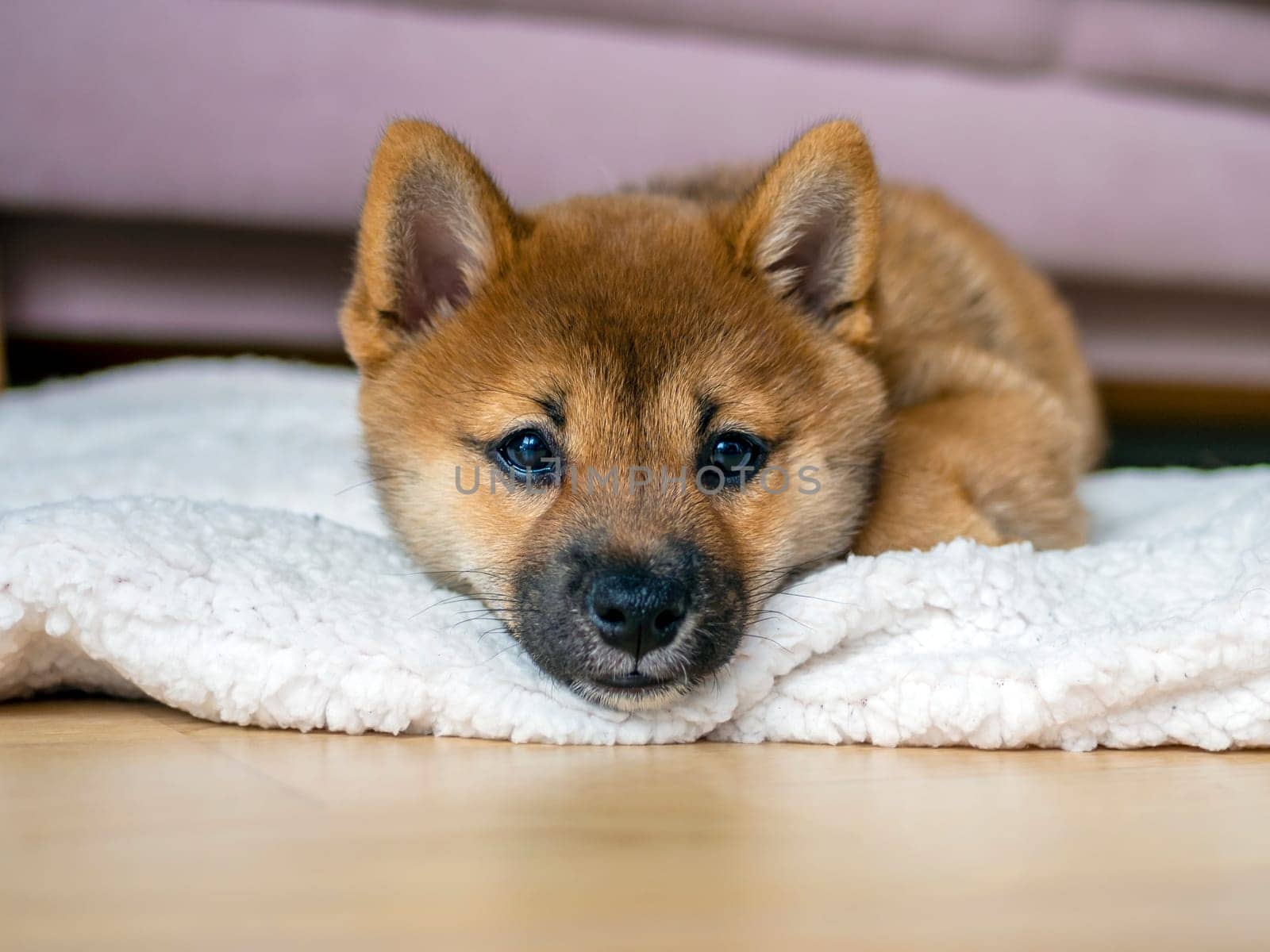 Portrait of cute Shiba Inu small dog, puppy, Close up. Dogecoin. Red-haired Japanese dog smile portrait. Illuminating color, cryptocurrency, electronic money. High quality photo for postcard