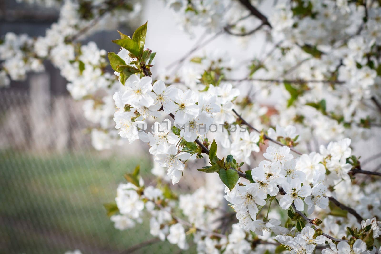 Close-up branch of cherry tree in the period of spring flowering on blurred natural background. Selective focus on flowers.