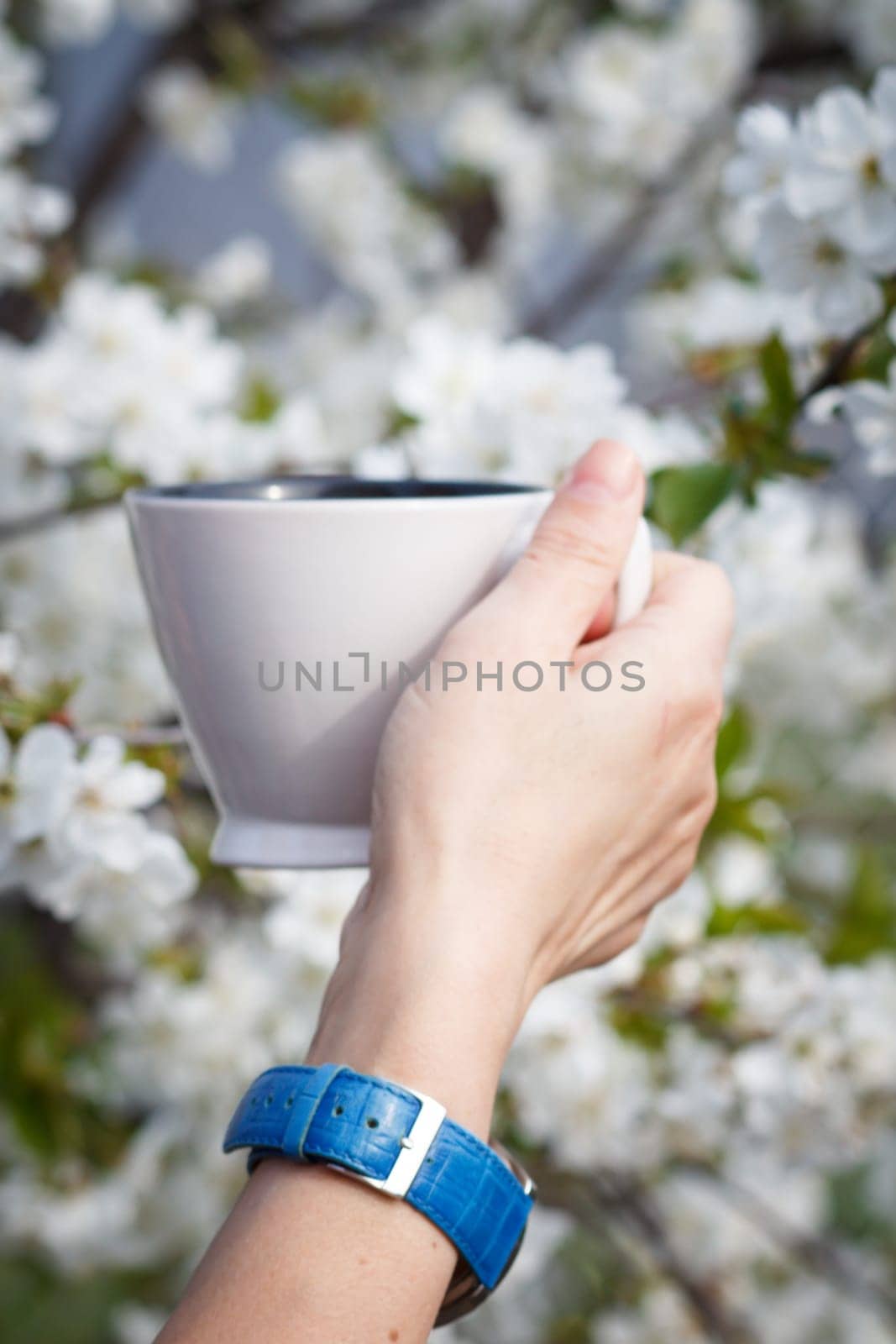 Female hand holds a white porcelain cup with flowering cherry tree on the background by mvg6894