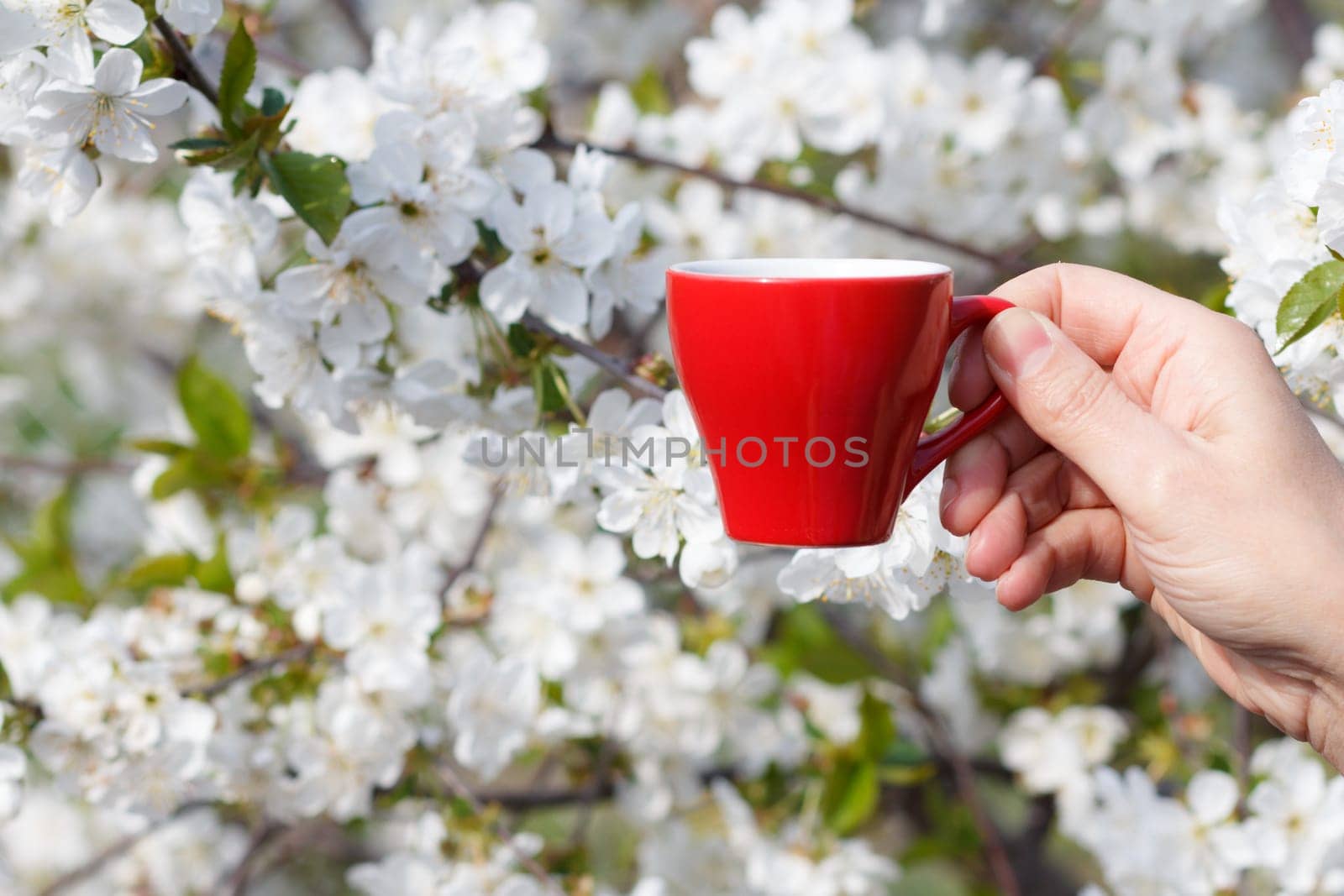 Female hands hold a cup of coffee with flowering cherry tree on the background. by mvg6894