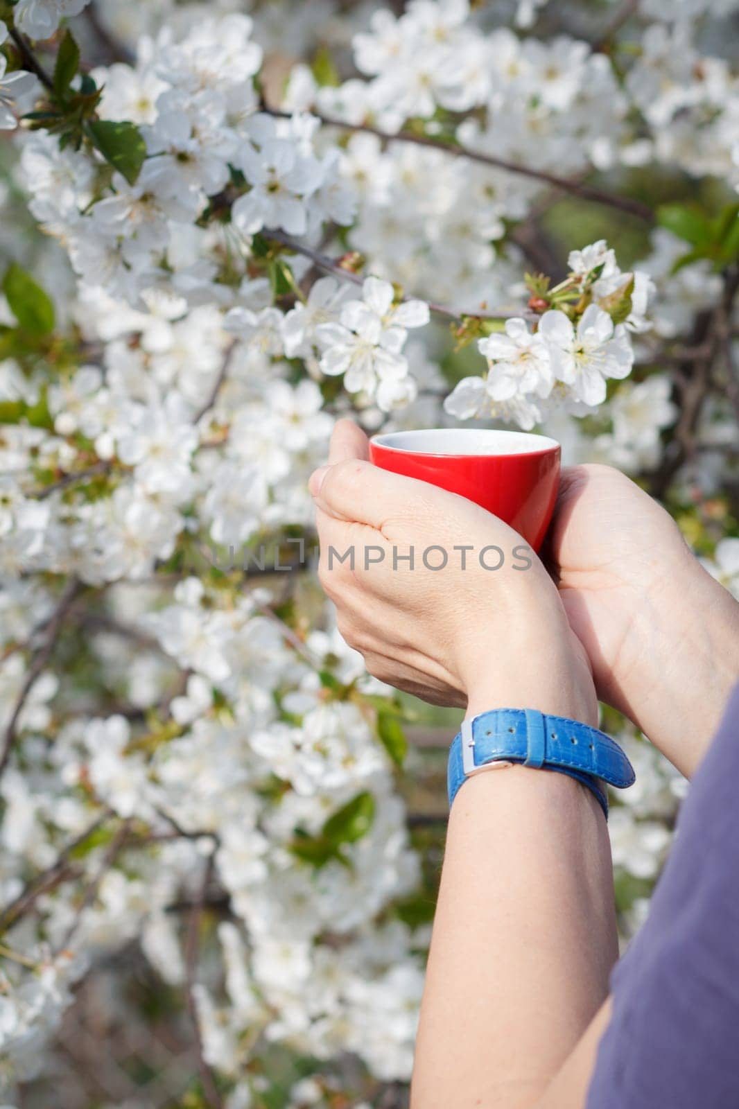 Female hands with wrist watch hold a porcelain cup of coffee with flowering cherry tree on the background. Selective focus on cup.