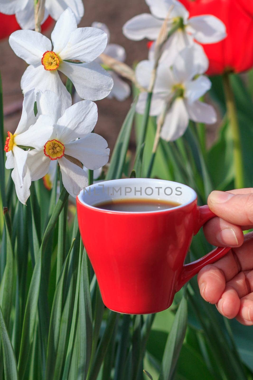 Female hand holds a red porcelain cup of coffee with flowering daffodils on the background. Selective focus on cup.