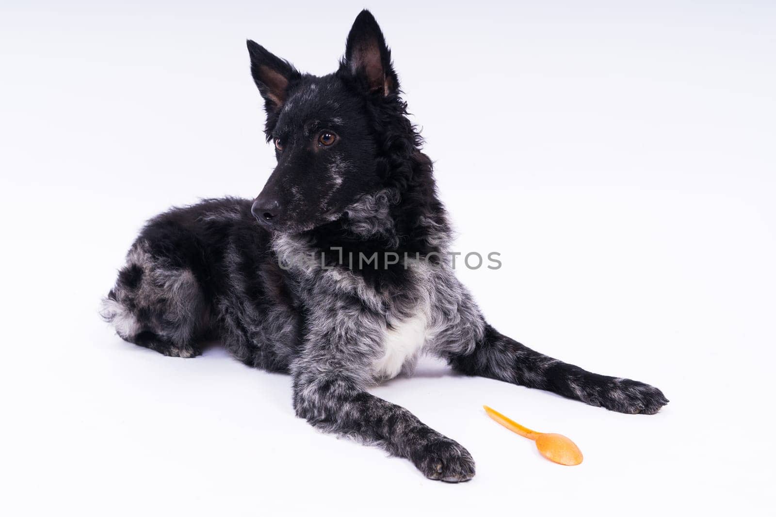 Woman feeding mudi dog on a studio or at home, closeup