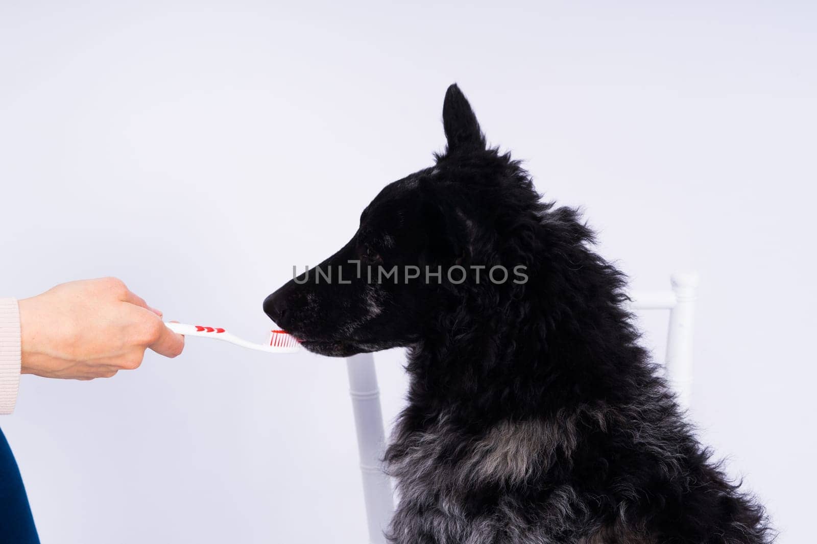 Brushing a dog's teeth. Male hand holds animal toothbrush. Pet hygiene concept. by Zelenin