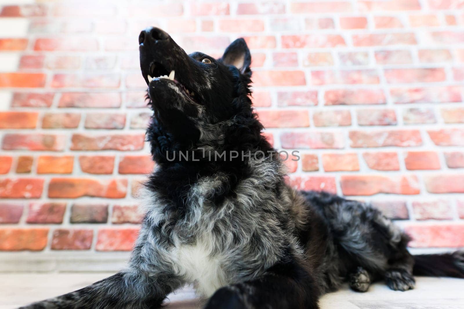 Black curly dog closeup portrait in studio, posing, smiling by Zelenin