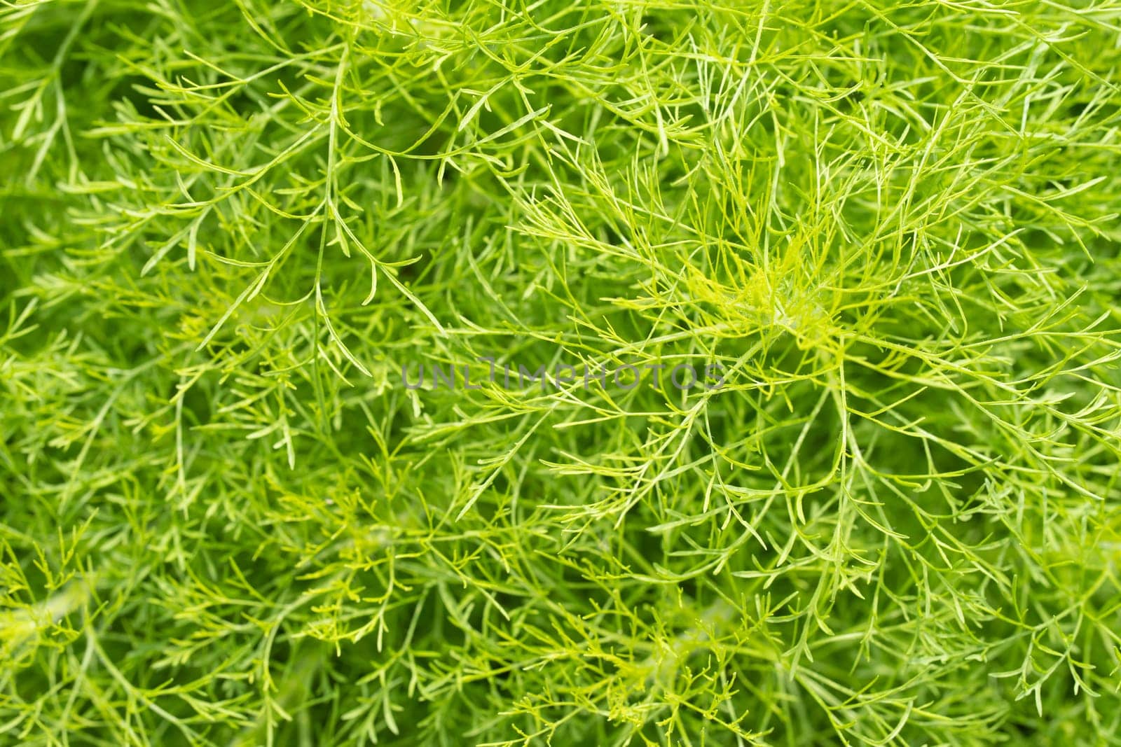 Green leaves of ornamental plant in the garden. Full frame small green leaf texture background. Dense green leaf with beauty pattern texture background. Green wallpaper. Nature abstract background.