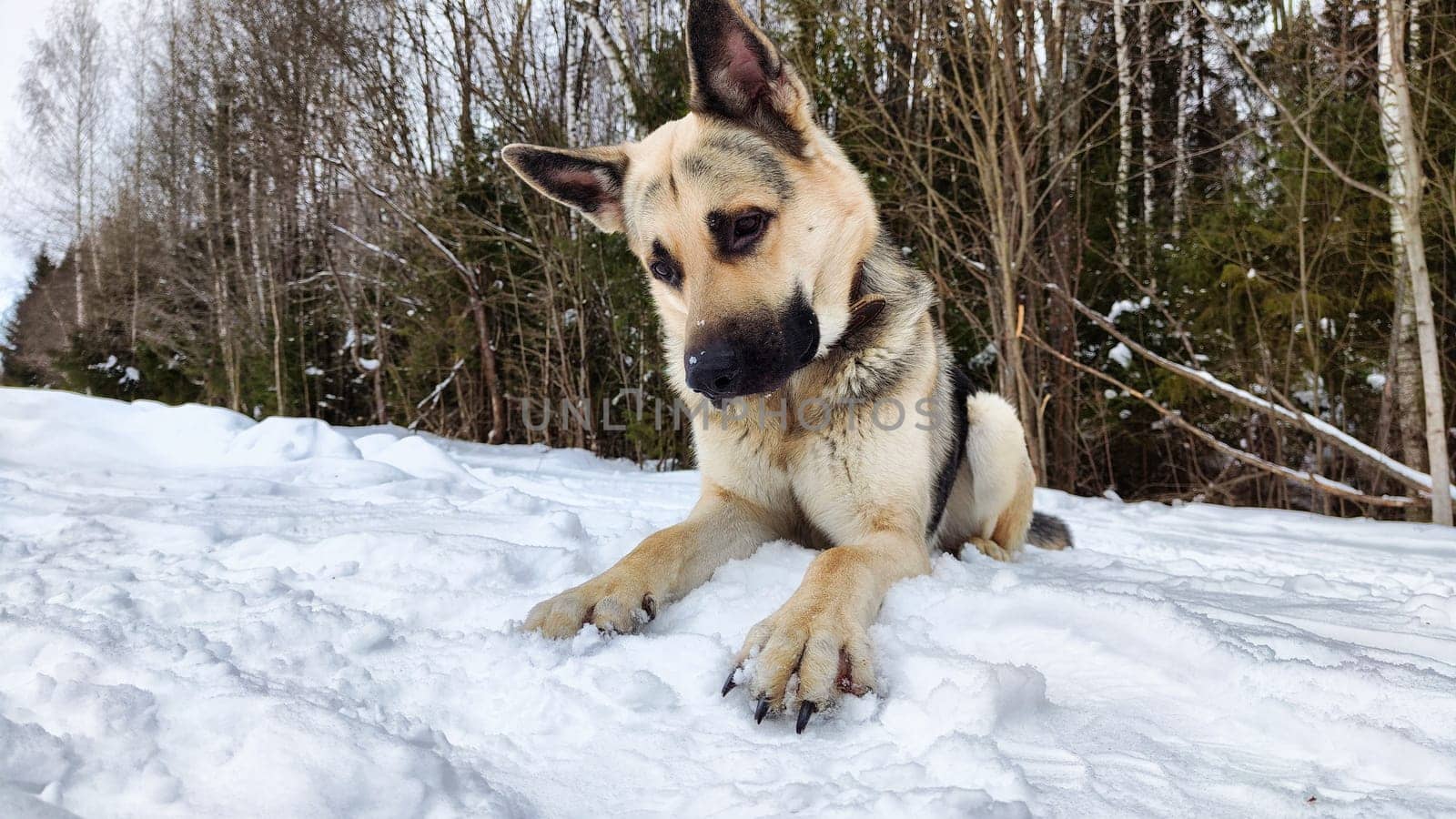 Dog German Shepherd in winter day and white snow arround. Waiting eastern European dog veo in cold weather
